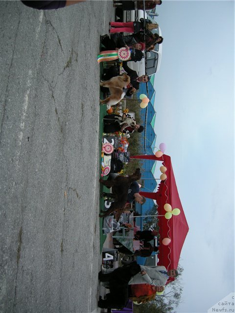 Фото: ньюфаундленд Чанси из Медвежьего Яра (Chansi  iz  Medvejyego Yara), Юрий Рахтиенко