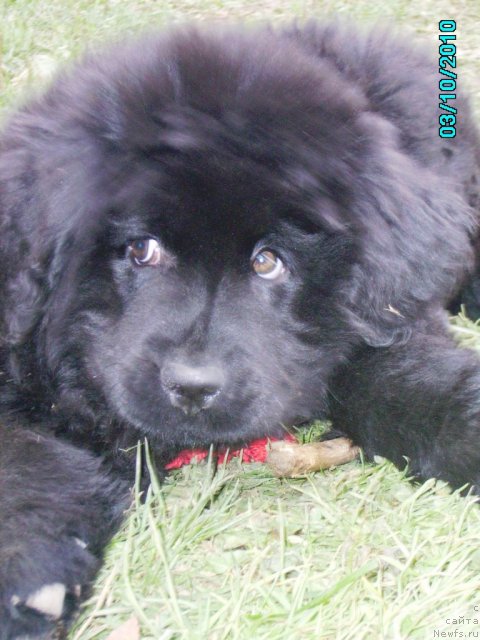 Фото: ньюфаундленд Их Высочество Владлена Маджикс