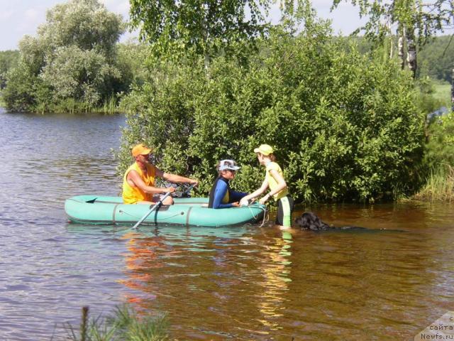 Фото: ньюфаундленд Супер Бизон Астория, Анна Князева