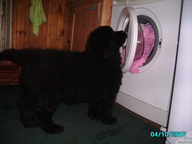 Фото: ньюфаундленд Их Высочество Владлена Маджикс