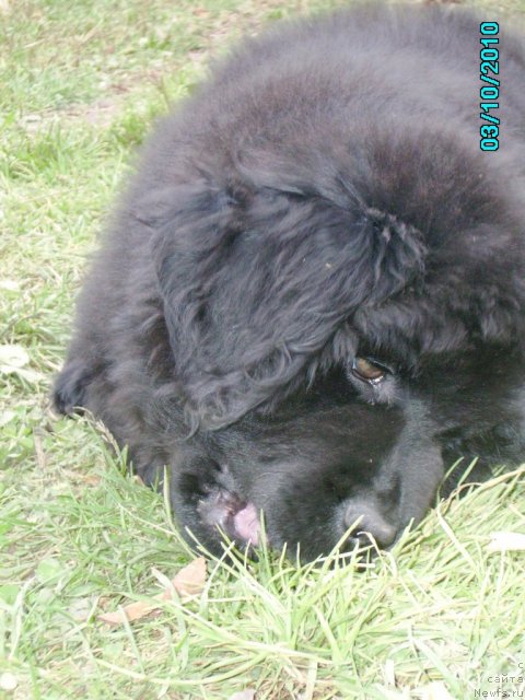 Фото: ньюфаундленд Их Высочество Владлена Маджикс