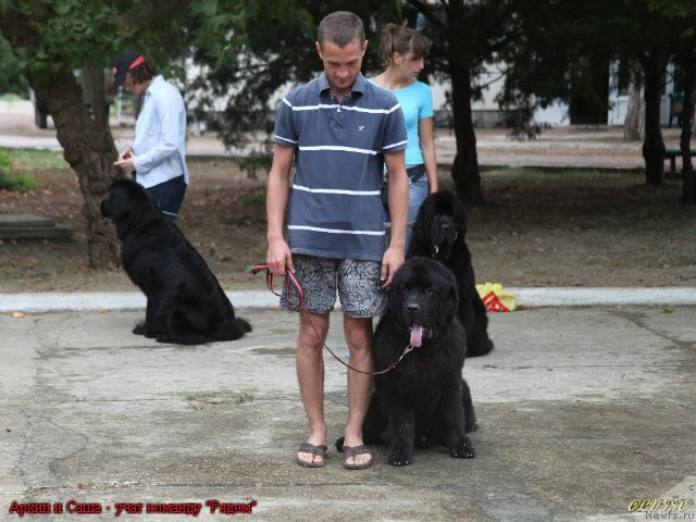 Фото: ньюфаундленд Акватория Келвин Куинджи
