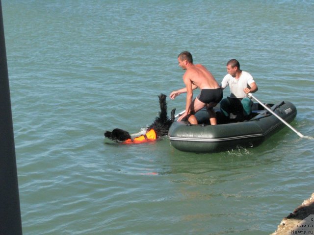 Фото: ньюфаундленд Акватория Келвин Куинджи