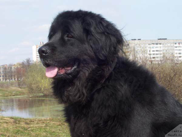 Фото: ньюфаундленд Варвара Краса из Большой Медведицы