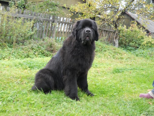 Фотография № 51003