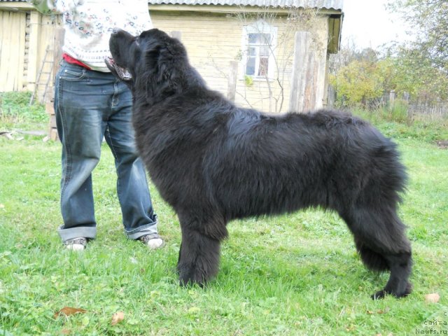 Фото: ньюфаундленд Акватория Келвин Килиманджаро (Aquatoriya Kelvin Kilimandzharo)