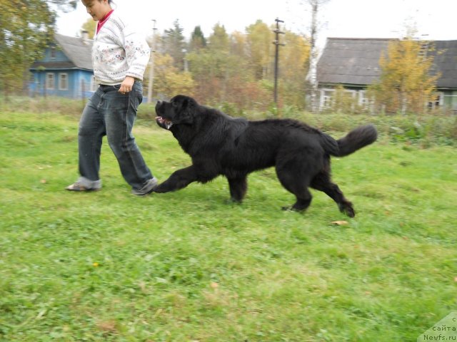 Фото: ньюфаундленд Акватория Келвин Килиманджаро (Aquatoriya Kelvin Kilimandzharo)