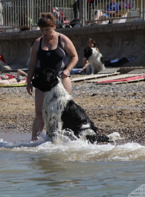 Фото: ньюфаундленд Питерньюф Продижи (Piternyuf Prodigy), Ирина Веснина