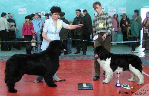 Фото: ньюфаундленд Южный Шарм из Медвежьего Яра (Yuzhny Sharm iz Medvejyego Yara), ньюфаундленд Geminorum Undara