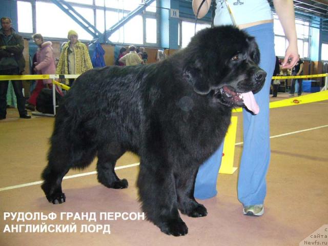 Фото: ньюфаундленд Рудольф Грант Персон Английский Лорд