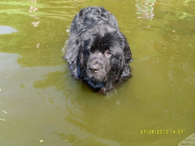 Фото: ньюфаундленд Топтыжка Друг Мой