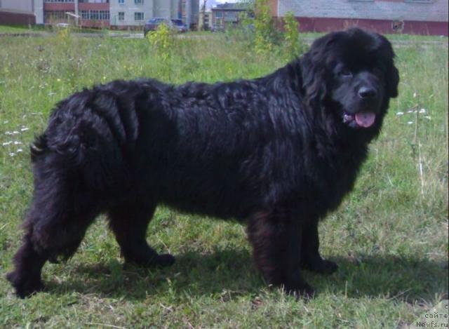 Фото: ньюфаундленд Клиффорд из Тихого Омута