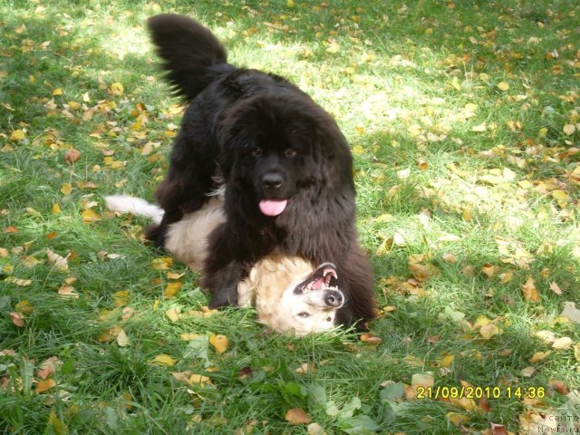 Фото: ньюфаундленд Топтыжка Друг Мой