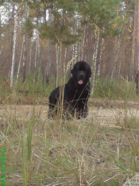 Фото: ньюфаундленд Уютная Долина Андрос Гриф