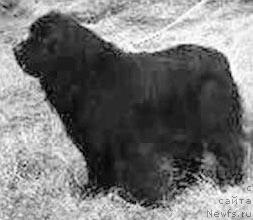 Фото: ньюфаундленд Bart z Niedzwiedziej Gawry