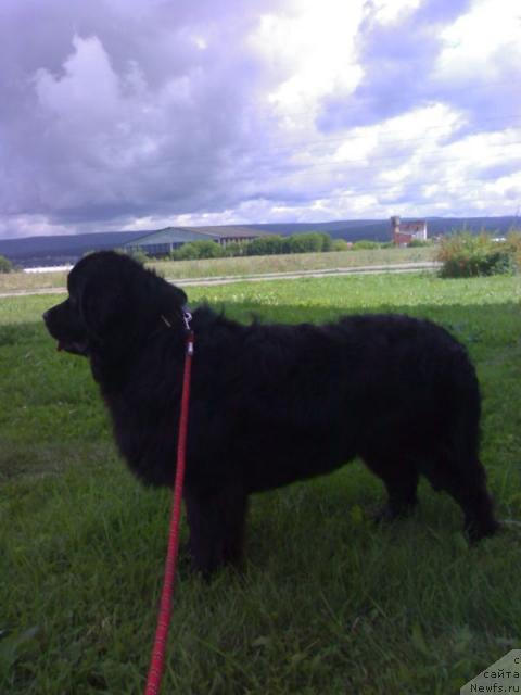 Фото: ньюфаундленд Клиффорд из Тихого Омута