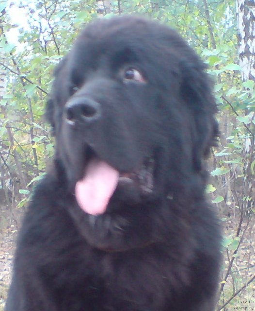 Фото: ньюфаундленд Уютная Долина Андрос Гриф