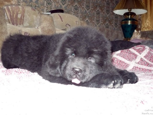 Фото: ньюфаундленд Бехер Юлиус Голд