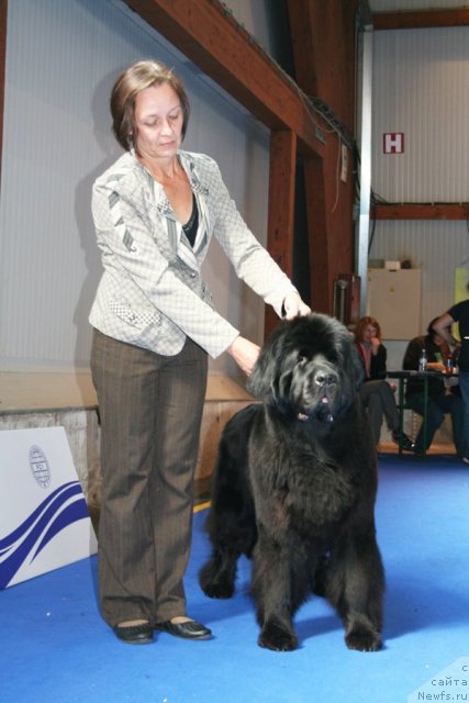 Фото: ньюфаундленд Бегущая по Волнам Вам и не Снилось (Begushaya po Volnam Vam I Ne Snilos)