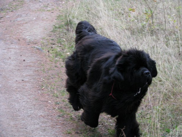 Фото: ньюфаундленд Иван Царевич из Тихого Омута (Ivan Tsarevich iz Tihogo Omuta)