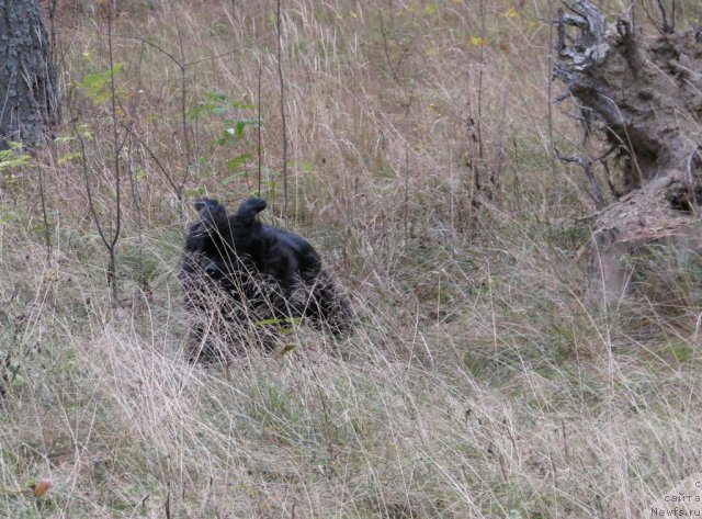 Фото: ньюфаундленд Иван Царевич из Тихого Омута (Ivan Tsarevich iz Tihogo Omuta)