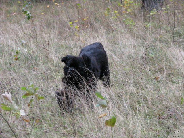 Фото: ньюфаундленд Иван Царевич из Тихого Омута (Ivan Tsarevich iz Tihogo Omuta)