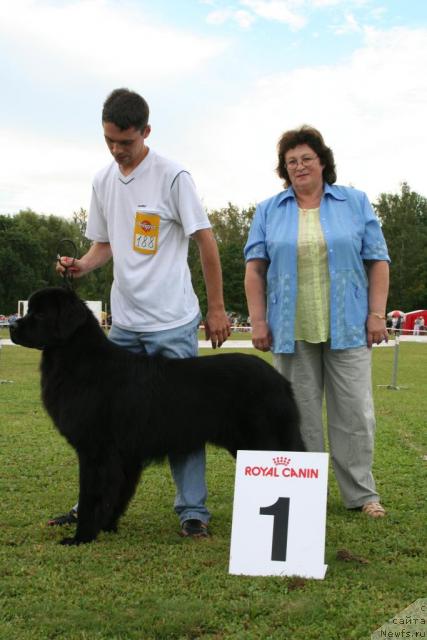 Фото: ньюфаундленд Усатый Нянь Тимоша