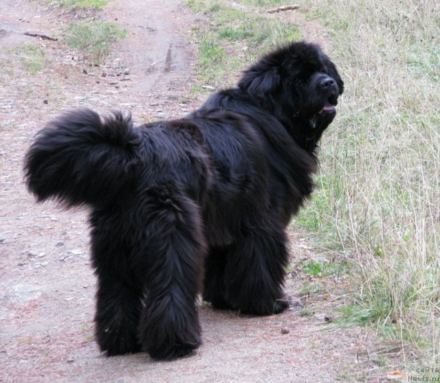 Фото: ньюфаундленд Иван Царевич из Тихого Омута (Ivan Tsarevich iz Tihogo Omuta)