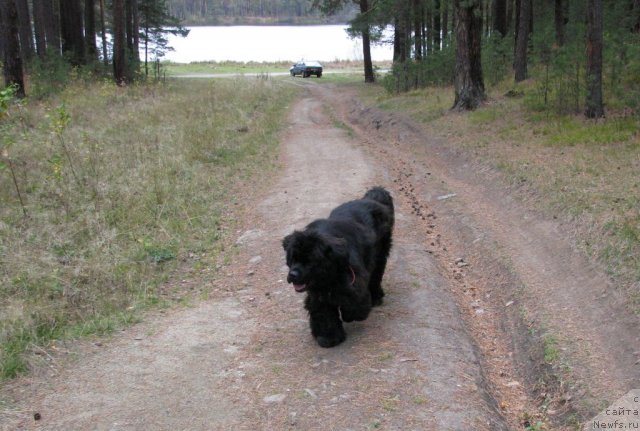 Фото: ньюфаундленд Иван Царевич из Тихого Омута (Ivan Tsarevich iz Tihogo Omuta)