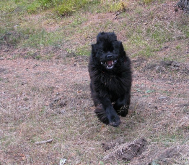 Фото: ньюфаундленд Иван Царевич из Тихого Омута (Ivan Tsarevich iz Tihogo Omuta)