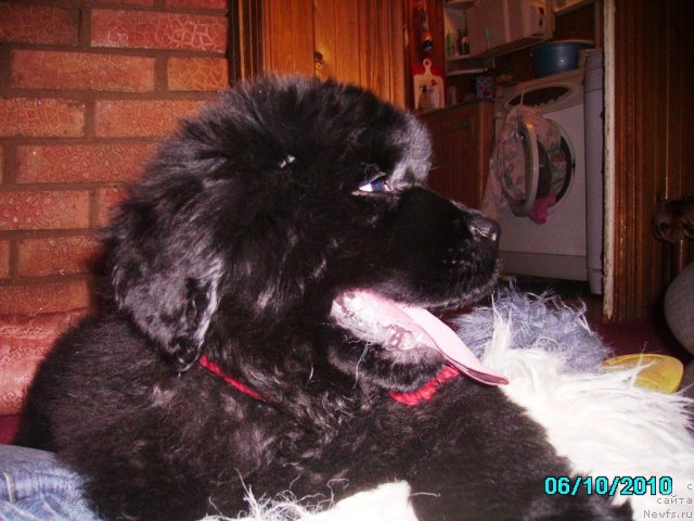 Фото: ньюфаундленд Их Высочество Владлена Маджикс