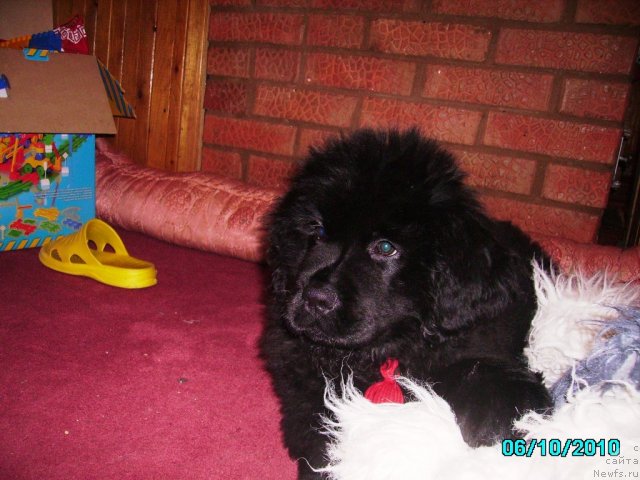 Фото: ньюфаундленд Их Высочество Владлена Маджикс