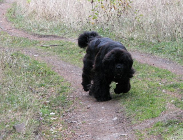 Фото: ньюфаундленд Иван Царевич из Тихого Омута (Ivan Tsarevich iz Tihogo Omuta)