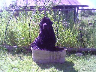 Фото: ньюфаундленд Усатый Нянь Тимоша