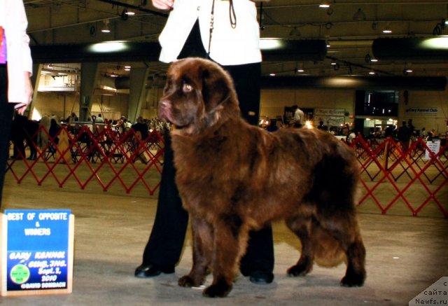 Фото: ньюфаундленд Irishcream Von Szentpaly