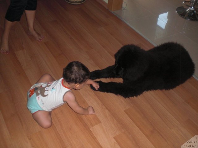 Фото: Александра Михайлик, ньюфаундленд Ю-Питер фром Питер