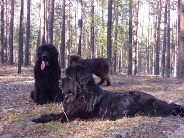 Фото: ньюфаундленд Акин Соул София, ньюфаундленд Барышня