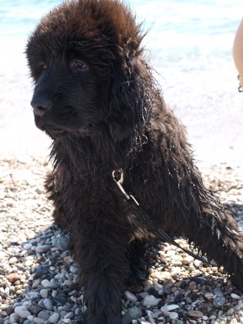 Фото: ньюфаундленд Ю-Питер фром Питер