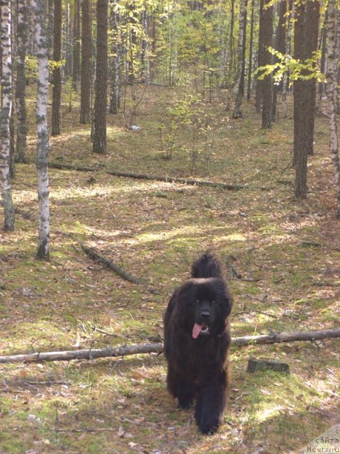 Фото: ньюфаундленд Барышня