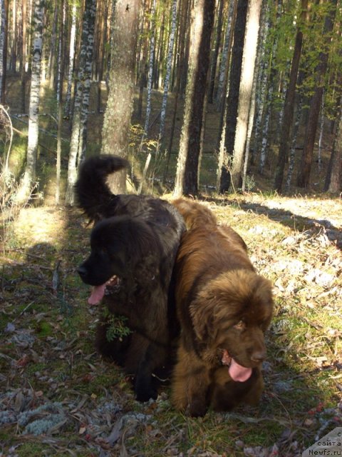 Фото: ньюфаундленд Бархатка Роскошная, ньюфаундленд Барышня