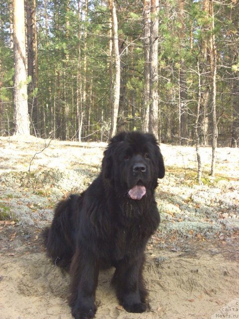 Фото: ньюфаундленд Акин Соул София