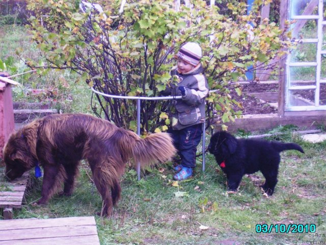 Фото: ньюфаундленд Их Высочество Владлена Маджикс, Дан, Славяшка Нистратов