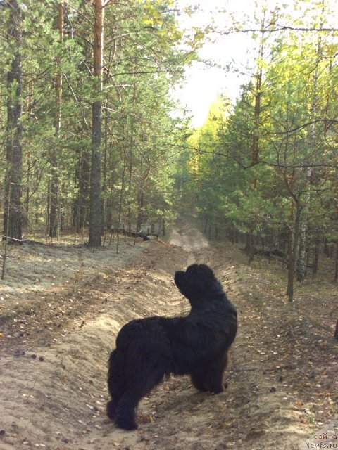 Фото: ньюфаундленд Акин Соул София