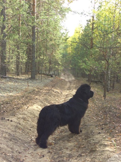 Фото: ньюфаундленд Акин Соул София