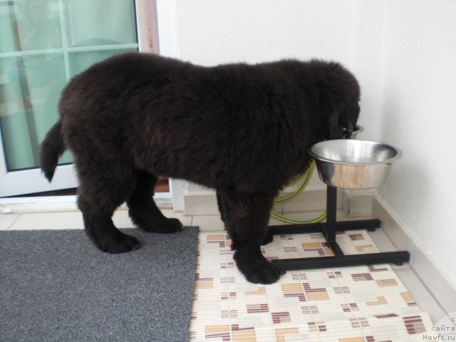 Фото: ньюфаундленд Ю-Питер фром Питер