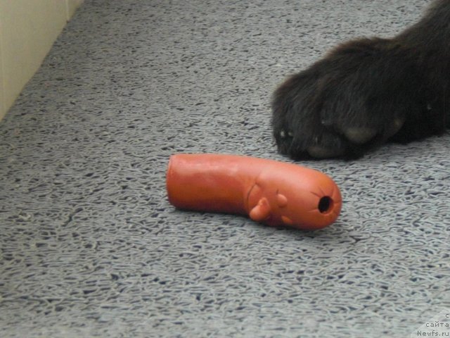 Фото: ньюфаундленд Ю-Питер фром Питер