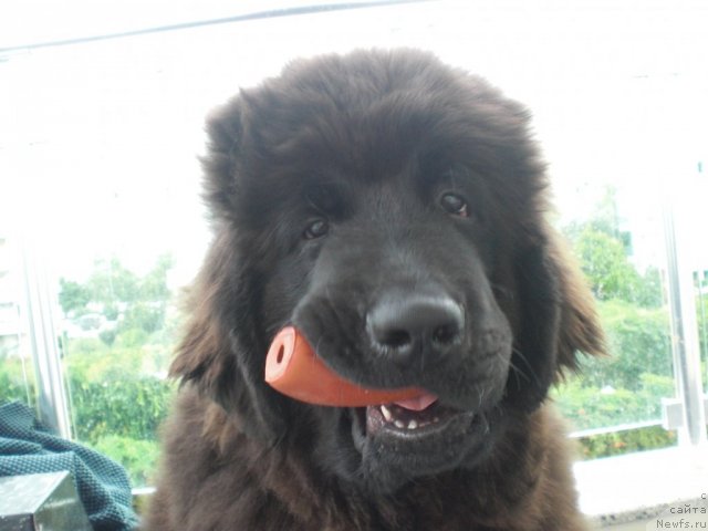 Фото: ньюфаундленд Ю-Питер фром Питер