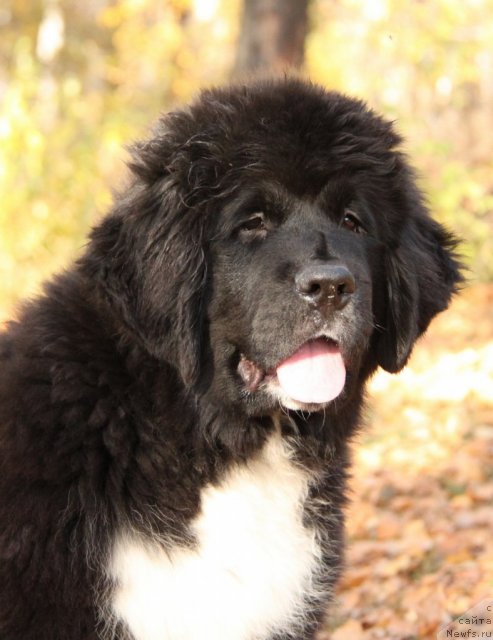 Фото: ньюфаундленд Икона Стиля