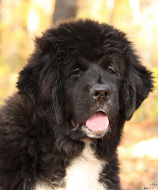 Фото: ньюфаундленд Икона Стиля