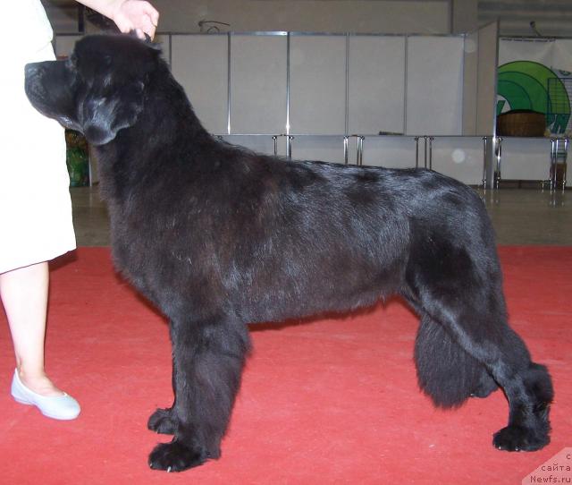 Фото: ньюфаундленд Акватория Келвин Героиня Романа (Aquatoriya Kelvin Geroinya Romana)